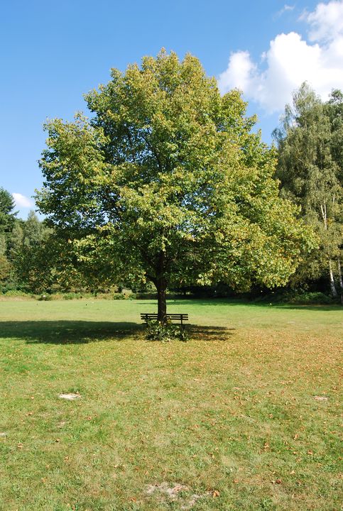 Planetenbaum Skulpturenpark Kramelheide - Antje Eilers